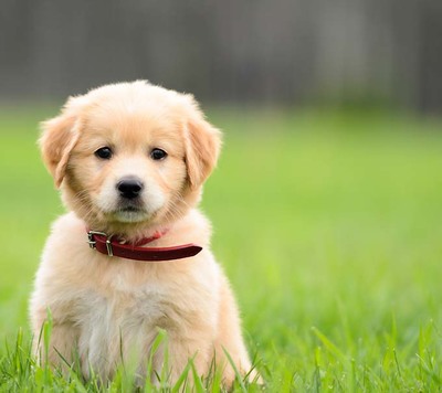 cute-puppy